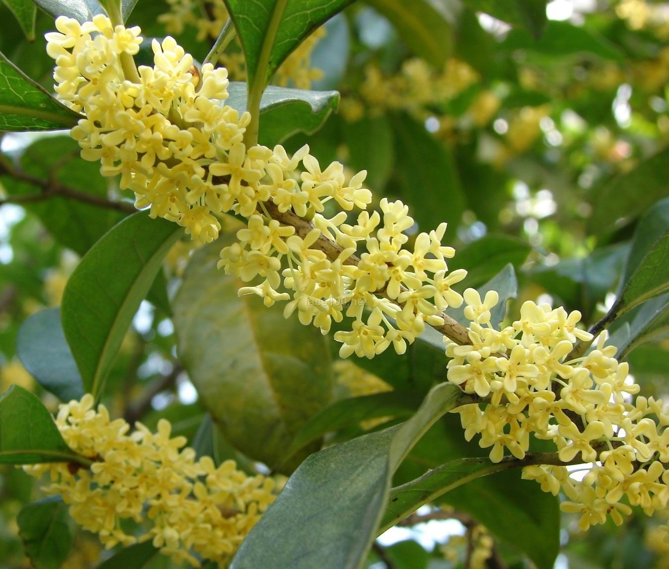 月桂精油 單方精油批發(fā)