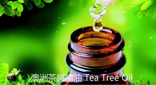 澳洲茶樹精油、澳大利亞茶樹精油原料提供代理批發